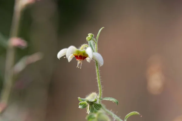 Fleur de l'ortie Nasa triphylla — Photo