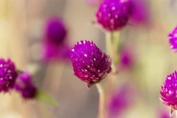 Květina z koule Amaranth (Gomphrena globosa) — Stock fotografie