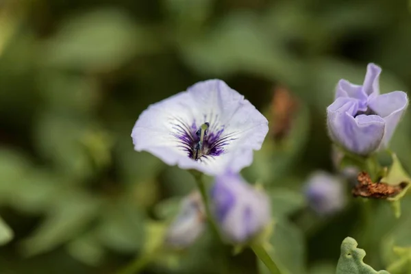 Fiordaliso cileno (Nolana humifusa ) — Foto Stock