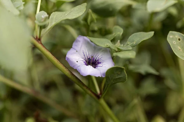 Dzwonek chilenian (Nolana humifusa) — Zdjęcie stockowe