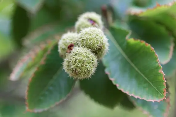 Fruits d'un chinquapin américain (Castanea pumila) ). — Photo