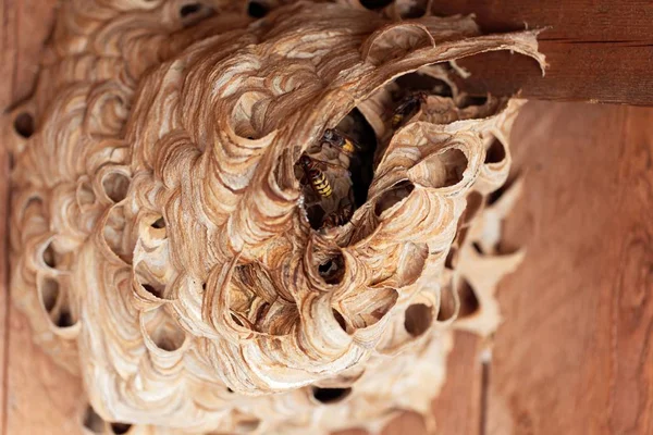 Europeiska Hornet (Vespa crabro) Nest. — Stockfoto