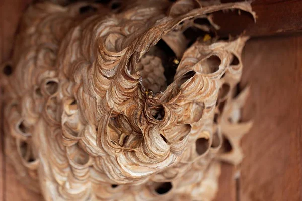 Europeiska Hornet (Vespa crabro) Nest. — Stockfoto