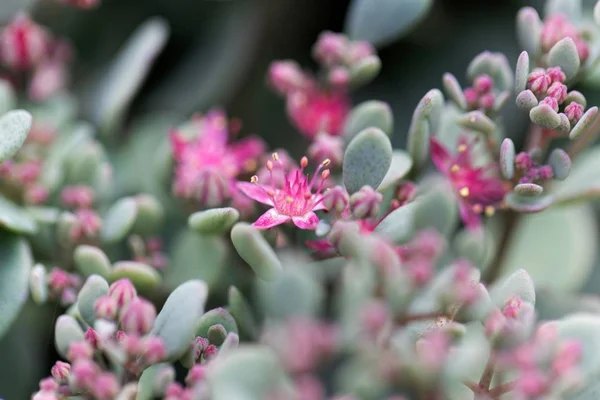 Blüte von hylotelephium sieboldii — Stockfoto