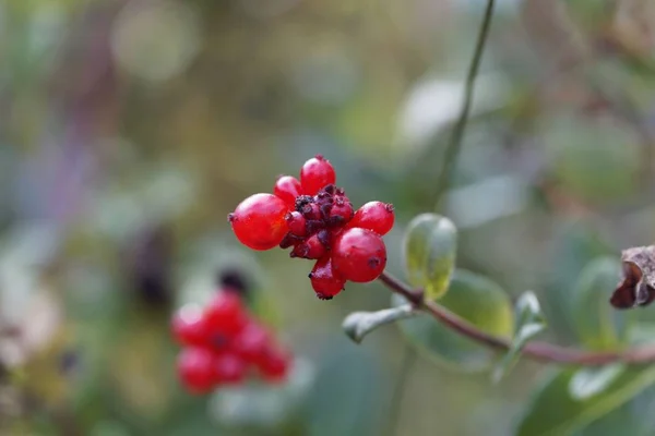 Berries of an Italian woodbine (Lonicera caprifolium) — Stock Photo, Image