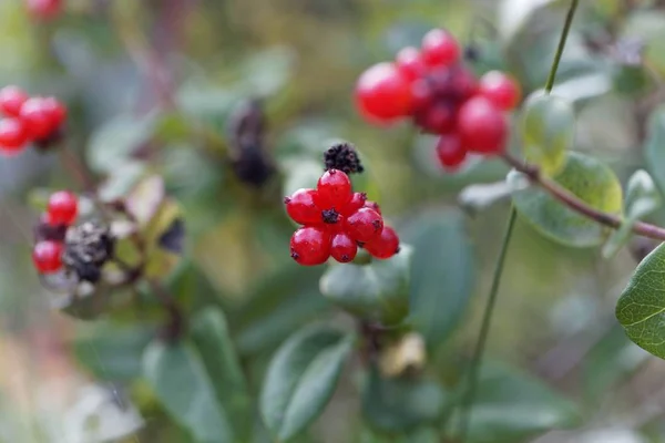 Bär av en italiensk Woodbine (Lonicera caprifolium) — Stockfoto