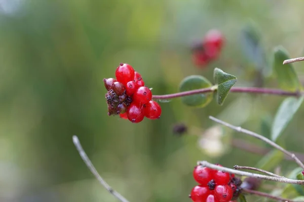 Berries of an Italian woodbine (Lonicera caprifolium) — Stock Photo, Image