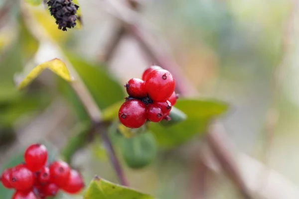 Bagas de uma madeira italiana (Lonicera caprifolium ) — Fotografia de Stock