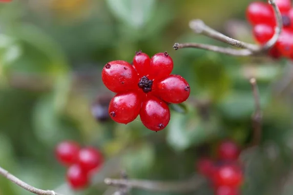 Bagas de uma madeira italiana (Lonicera caprifolium ) — Fotografia de Stock