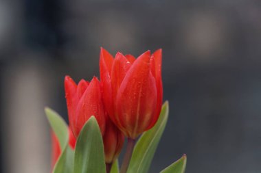 Çok çiçekli bir lale nin çiçekleri, Tulipa praestans