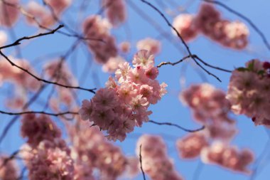 Japon kiraz çiçekleri, Prunus serrulata. 
