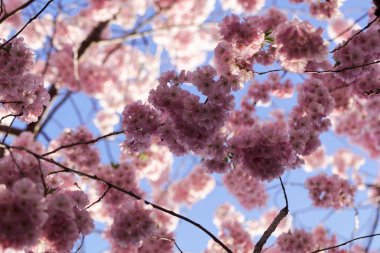 Japon kiraz çiçekleri, Prunus serrulata. 