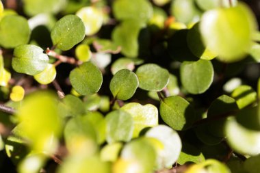 Sürünen tel asma yaprakları, muehlenbeckia axillaris