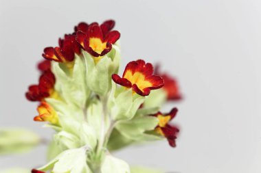 Kırmızı renkli slip, primula vera, çiçek