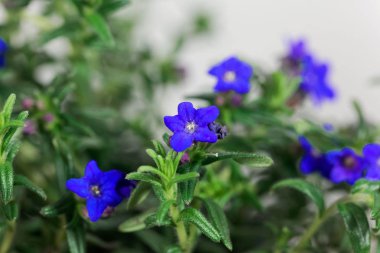 Mor gromwell, Lithodora diffusa, çiçekler