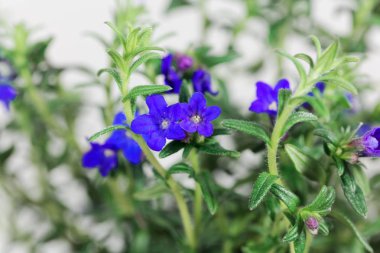 Mor gromwell, Lithodora diffusa, çiçekler