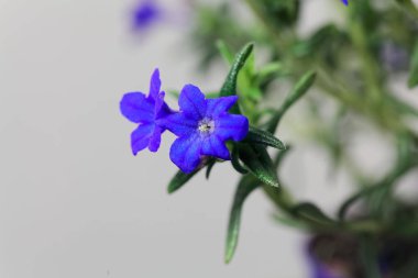 Mor gromwell, Lithodora diffusa, çiçekler