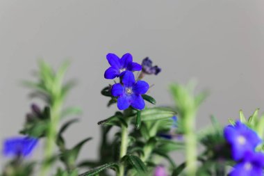 Mor gromwell, Lithodora diffusa, çiçekler