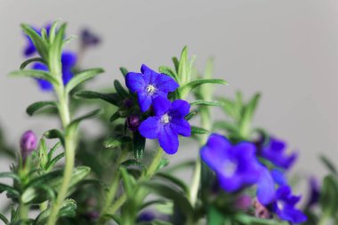 Mor gromwell, Lithodora diffusa, çiçekler