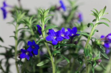Mor gromwell, Lithodora diffusa, çiçekler