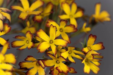 Bir Oakleaf primula çiçeği, Primula vulgaris. 