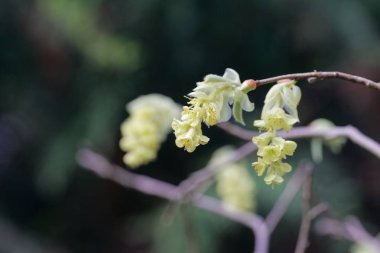 Corylopsis glabrescens çiçekleri . 