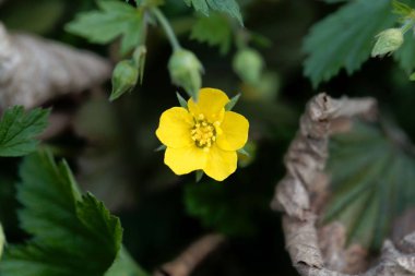 Çorak çilek Waldsteinia geoides Çiçek.