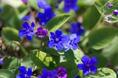 Creeping navelwort, Omphalodes verna