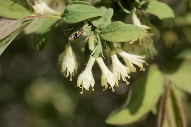 Bir honeyberry çiçekleri, Lonicera caerulea