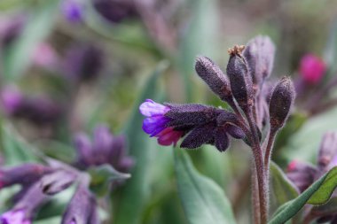 Lungwort Çiçekler, Pulmonaria montana