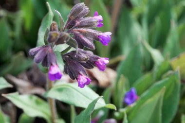 Lungwort Çiçekler, Pulmonaria montana