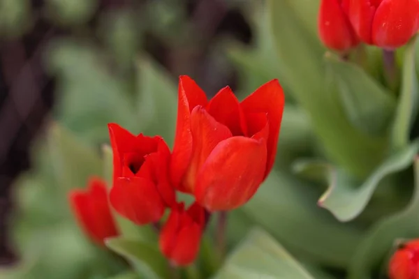 Kwiaty z wielokwiatowego tulipana, praestans Tulipa — Zdjęcie stockowe