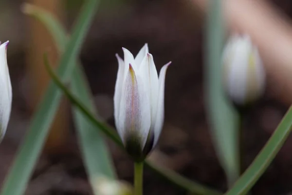 Квітка дикого тюльпана, Туліпа — стокове фото
