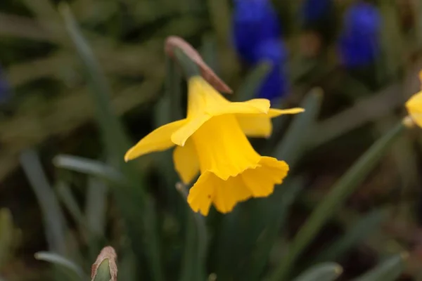 Kwiat narcyza, Narcissus obvalaris — Zdjęcie stockowe