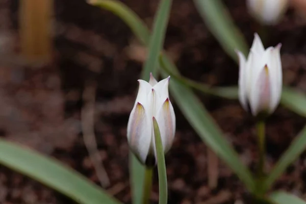 Flor del tulipán salvaje, Tulipa humilis — Foto de Stock