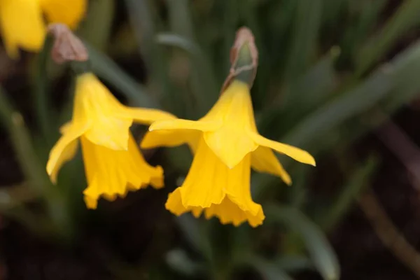 Kwiat narcyza, Narcissus obvalaris — Zdjęcie stockowe