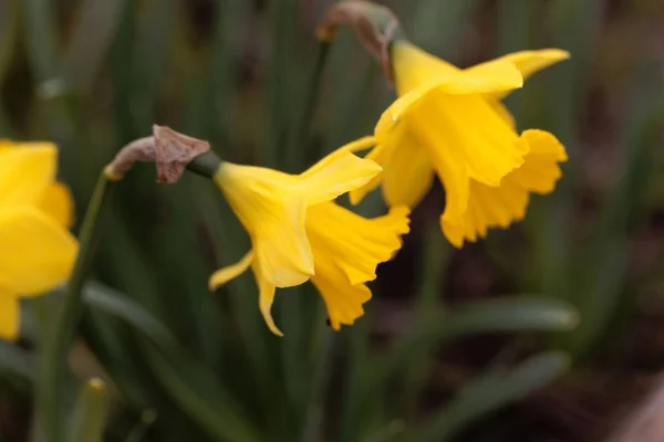 Kwiat narcyza, Narcissus obvalaris — Zdjęcie stockowe