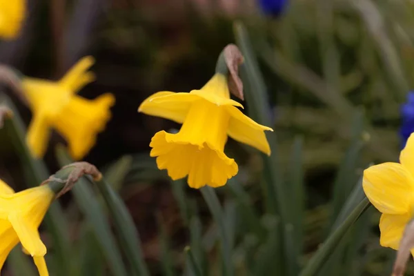 Kwiat narcyza, Narcissus obvalaris — Zdjęcie stockowe