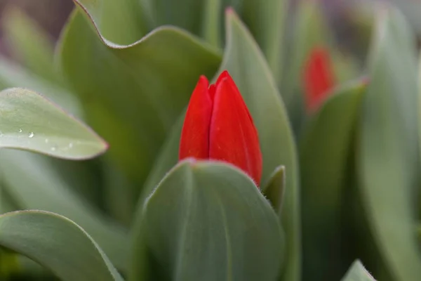 Bud z wielokąta Tulipan, praestans Tulipa — Zdjęcie stockowe