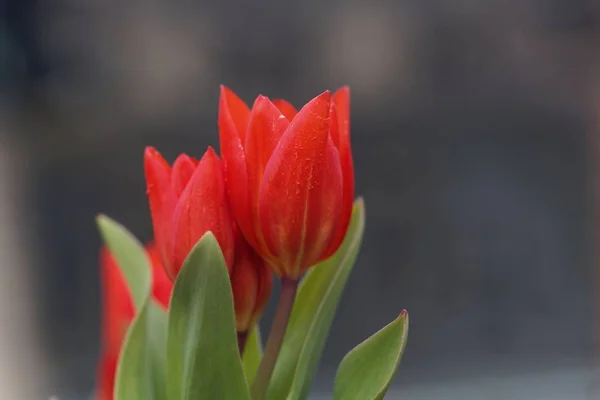 다꽃 튤립의 꽃, 튤립 프라에스탄 — 스톡 사진