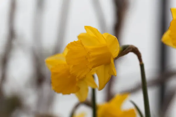 Kwiat narcyza, Narcissus obvalaris — Zdjęcie stockowe