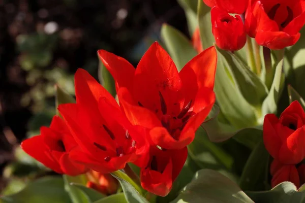 Kwiaty z wielokwiatowego tulipana, praestans Tulipa — Zdjęcie stockowe