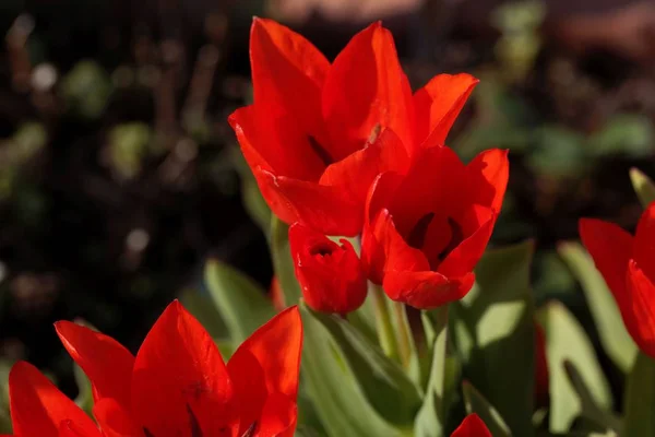 Kwiaty z wielokwiatowego tulipana, praestans Tulipa — Zdjęcie stockowe