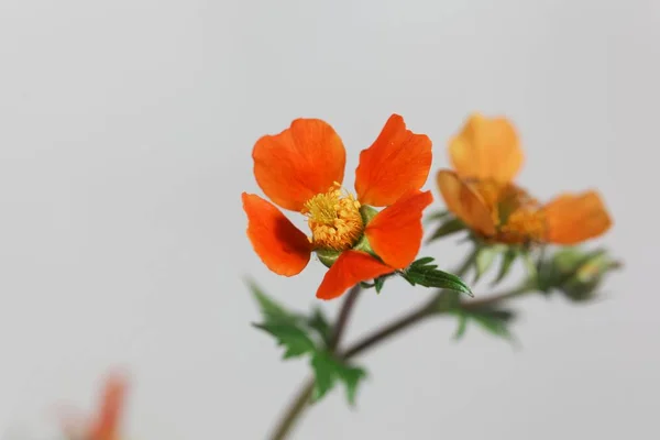 Aves anãs laranja, Geum coccineum — Fotografia de Stock