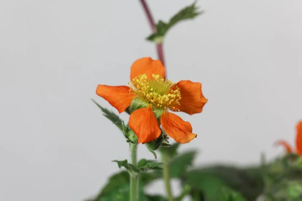 Dvärg apelsin AVENS, Geum coccineum — Stockfoto