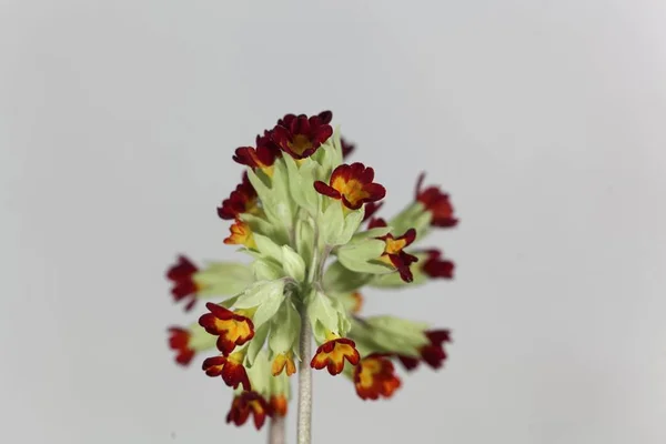 Cowslip rouge, primula vera, fleur — Photo