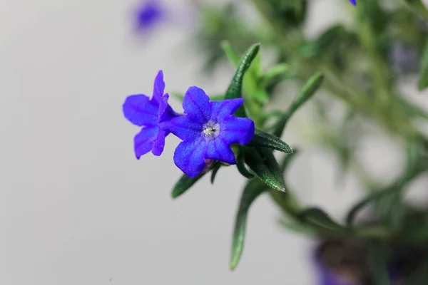 Gromwell roxo, Lithodora diffusa, flores — Fotografia de Stock