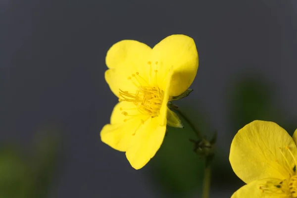 Fleur de la fraise stérile Waldsteinia ternata — Photo