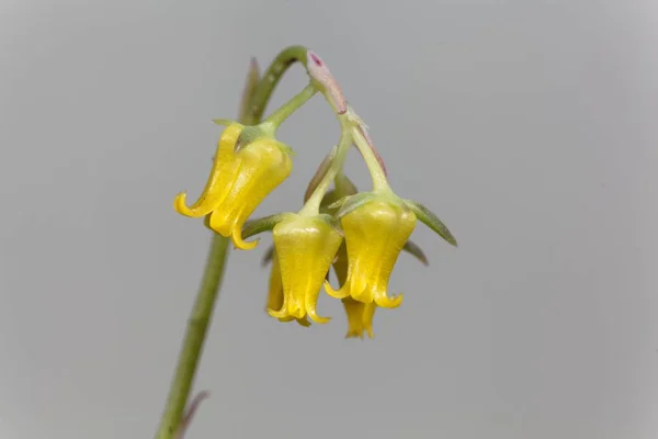 Flor de la Echeveria Echeveria pelusida — Foto de Stock