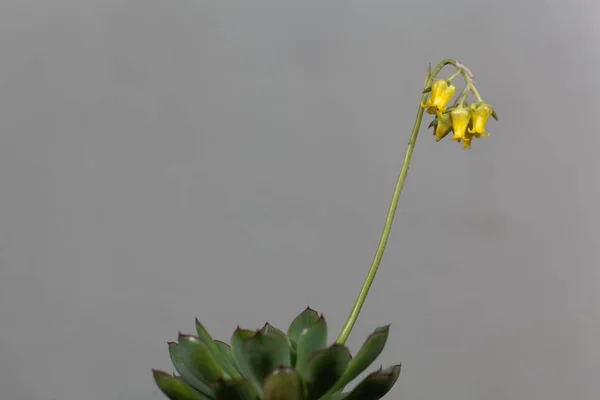Flower of the Echeveria Echeveria pelusida — Stock Photo, Image